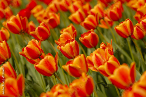 It is  lot of tulips of orange and red color on  flower bed