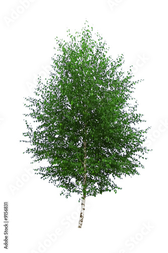 birch isolated on white background