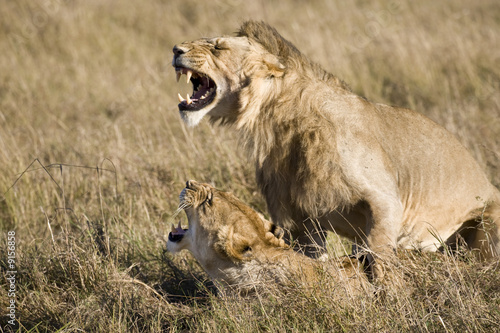 Mating Lions, Masai Mara, Republic of Kenya, East Africa