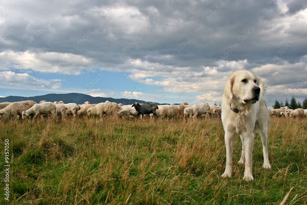 Sheep herd on beautiful mountain  pasture