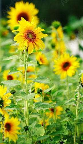 Sunflowers in the garden