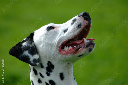 Dalmatian