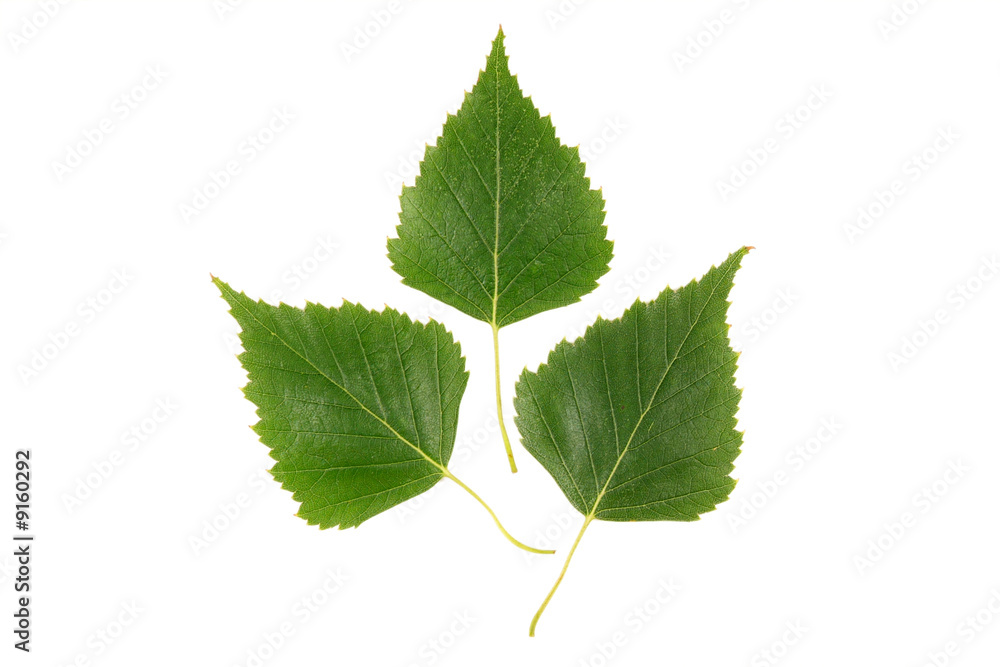 Green leaf on a white background Green leaf on a white background
