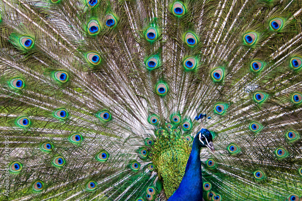 Obraz premium blue and green male peacock showing his tail