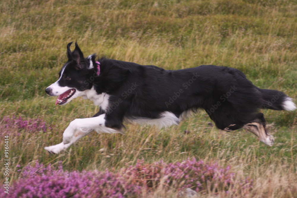 leaping over the heather