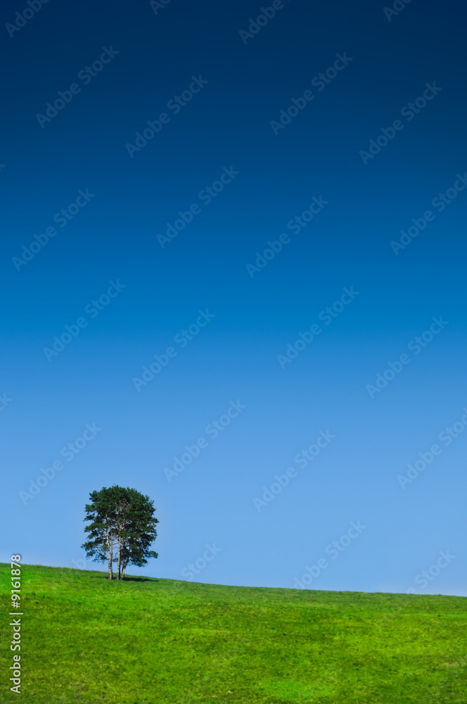 Fototapeta single tree in a lovely green field blue sky