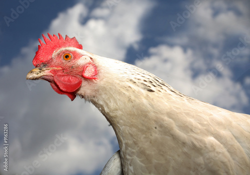 Heroic portrait of the white hen