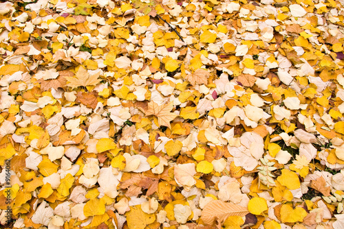 autumn leaves on ground for background © Mihai Simonia