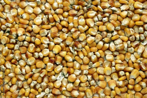 corn grains