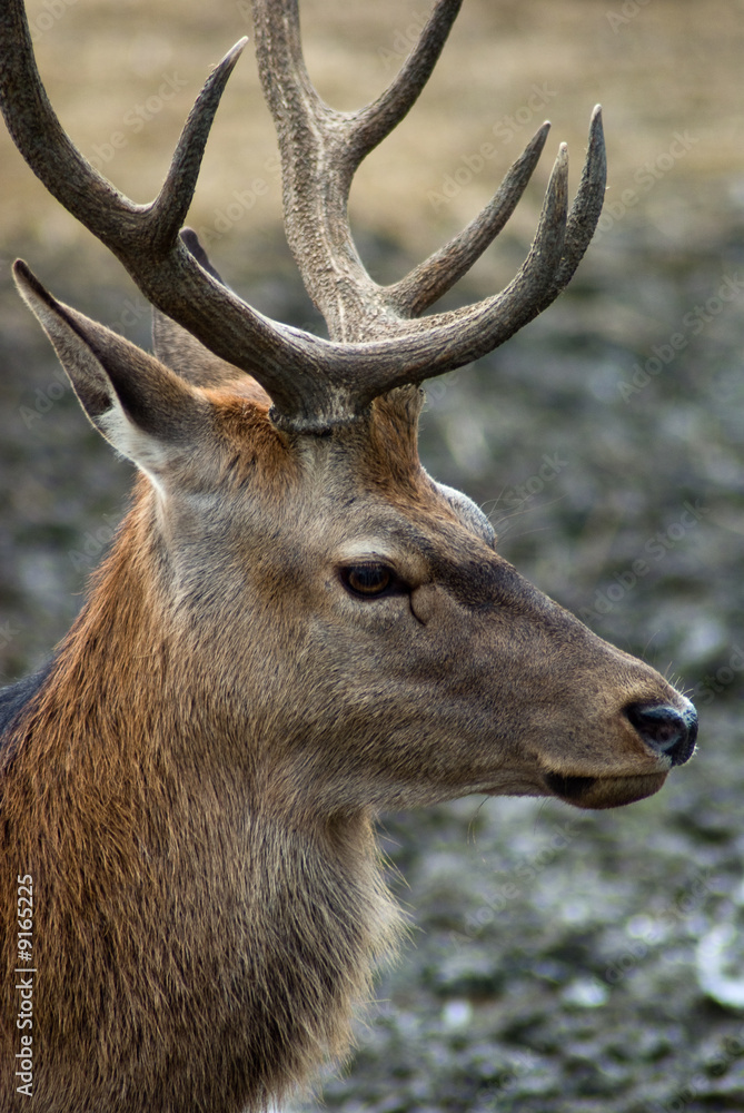 Portrait of a male Red tailed deer Portrait of a male Red tailed deer