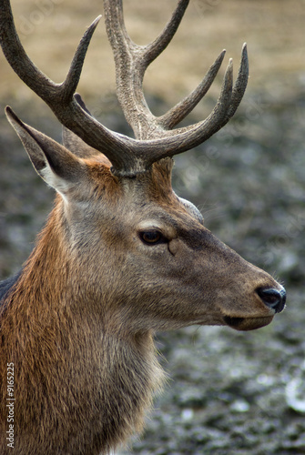 Portrait of a male Red tailed deer