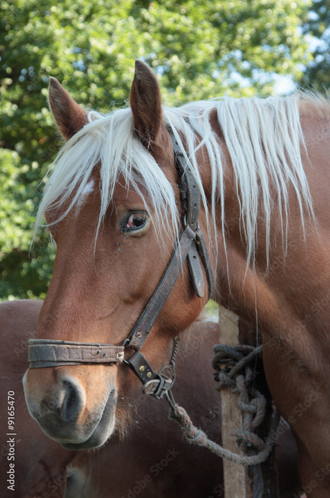 Obraz premium percheron francais