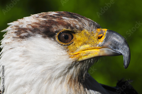 Schreiseeadler