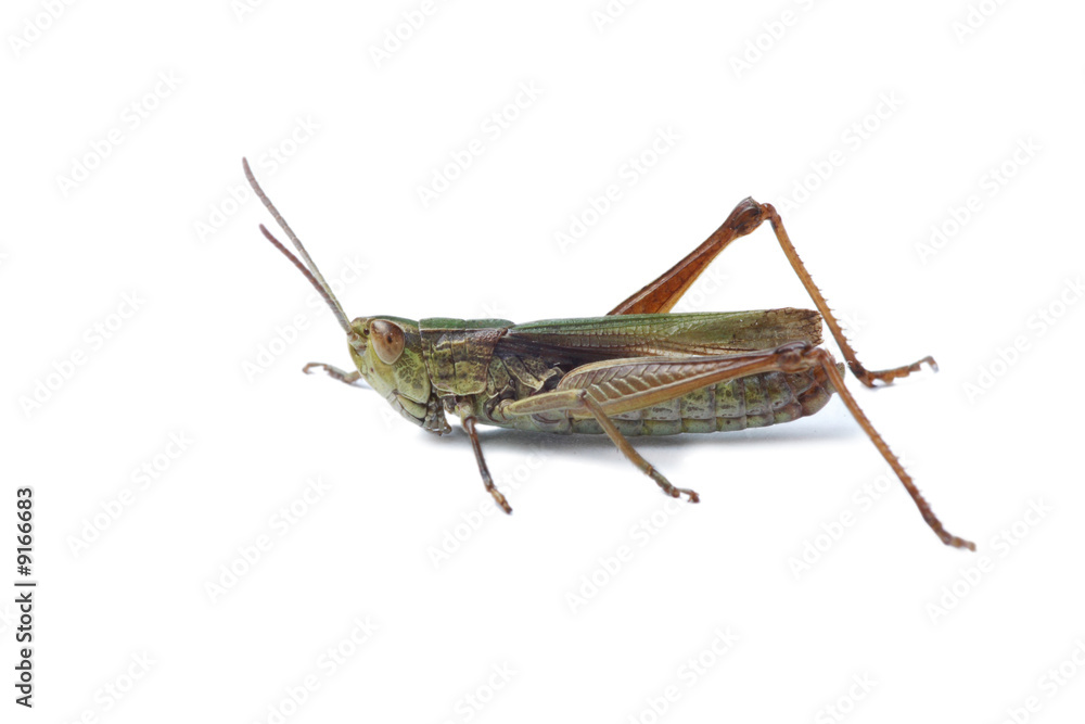 Green grasshopper isolated on white