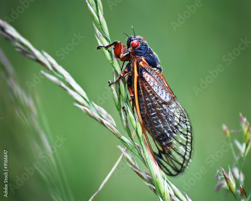 Cicada Insect On Green Grass with Red Eyes