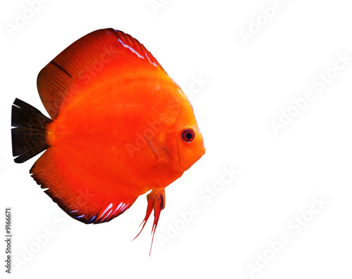 colorful tropical Symphysodon discus fish on white background