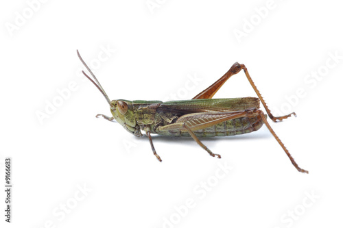 Green grasshopper isolated on white © PetrP
