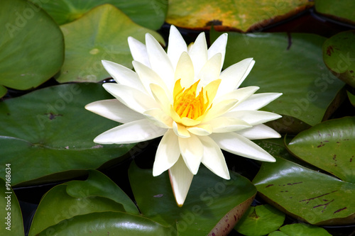 close up on a white and yellow water lily among green leaves