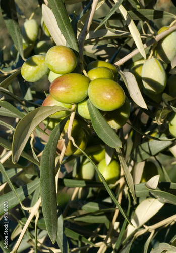 Leaves of olives and bunch of fruit