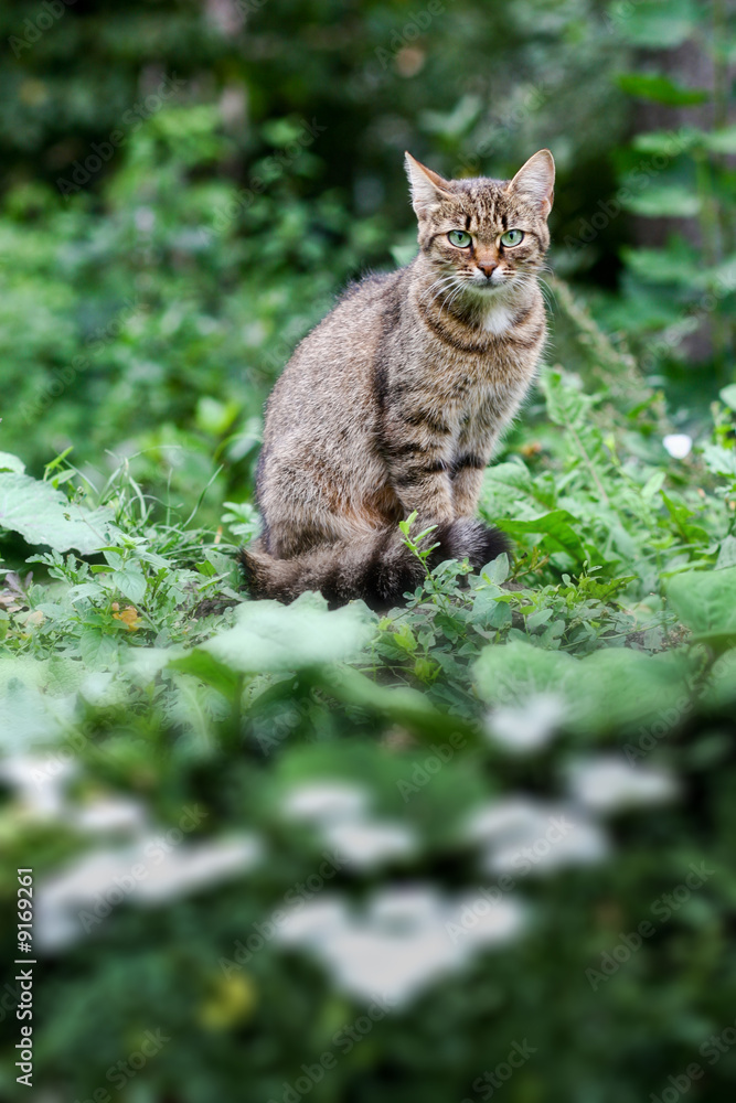 An image of a cat. Outdoor on green grass An image of a cat. Outdoor on green grass
