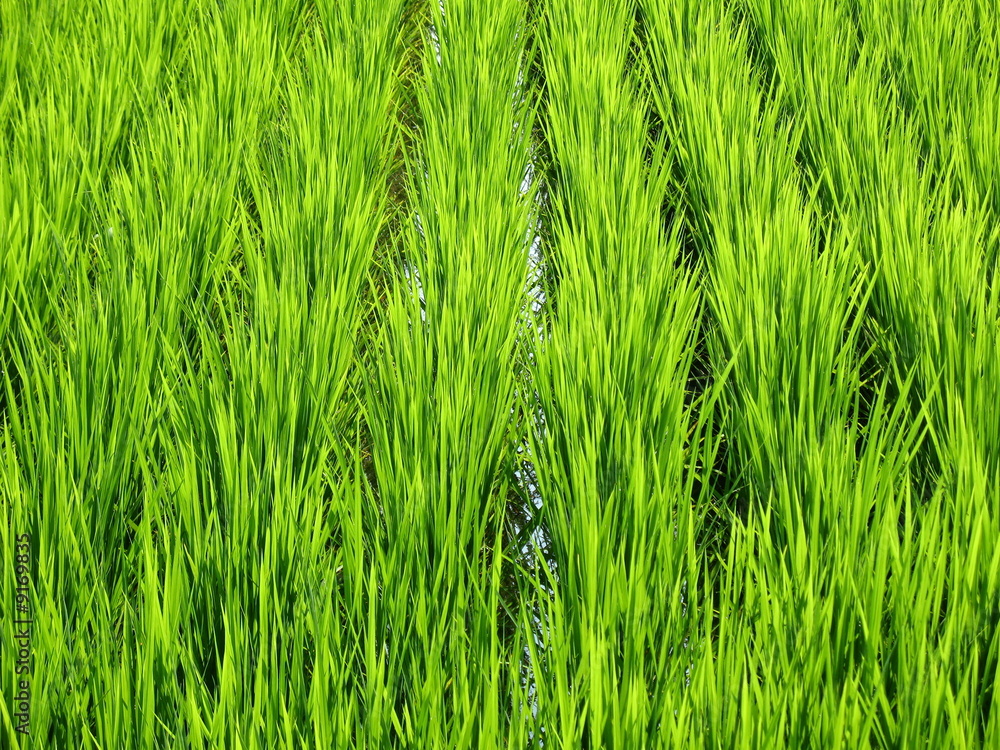 Luscious green wheat field found in Japan Luscious green wheat field found in Japan