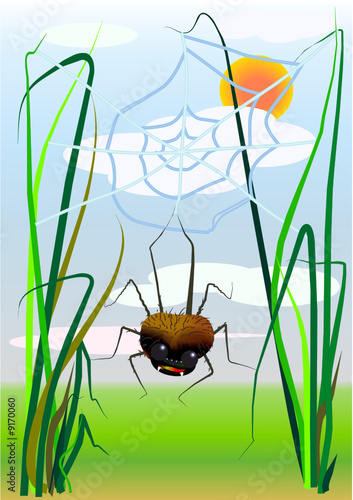 Spinne im Netz