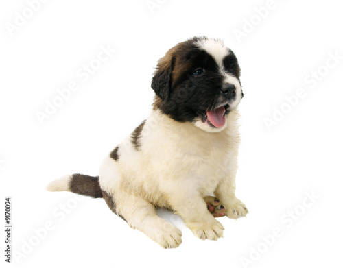 puppy isolated on white background