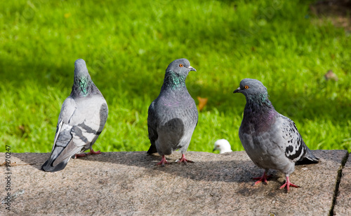 Three pigeons on sidewalk against a grass