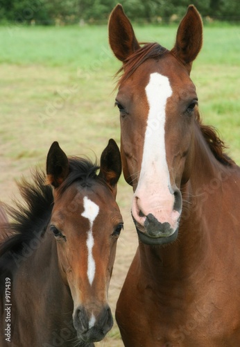 Pferde - Stute und junges Fohlen © Finetti