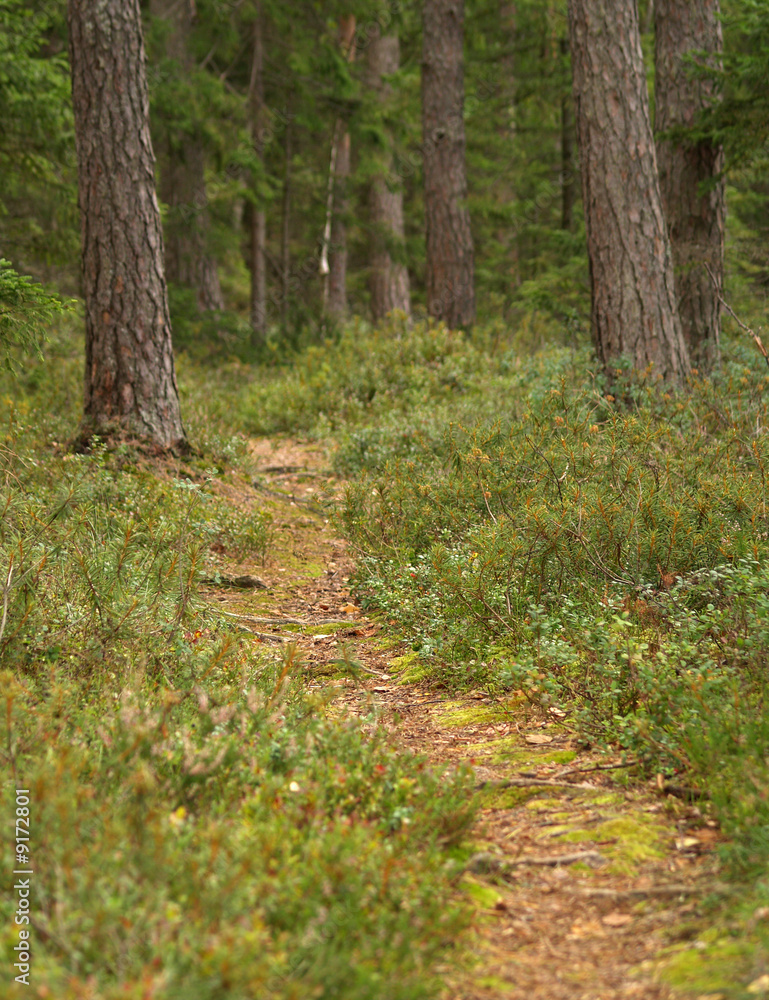 forest forest