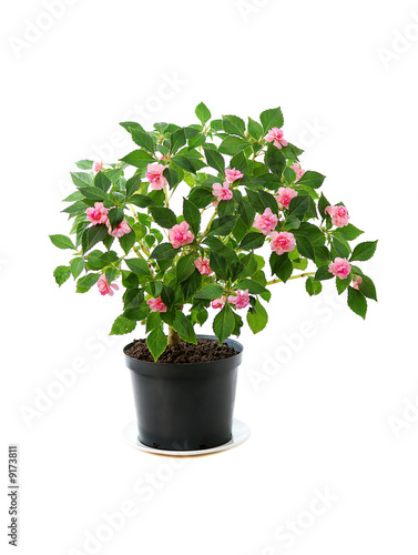 potted blooming plant isolated on white