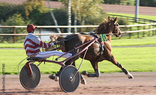 cheval de courses photo