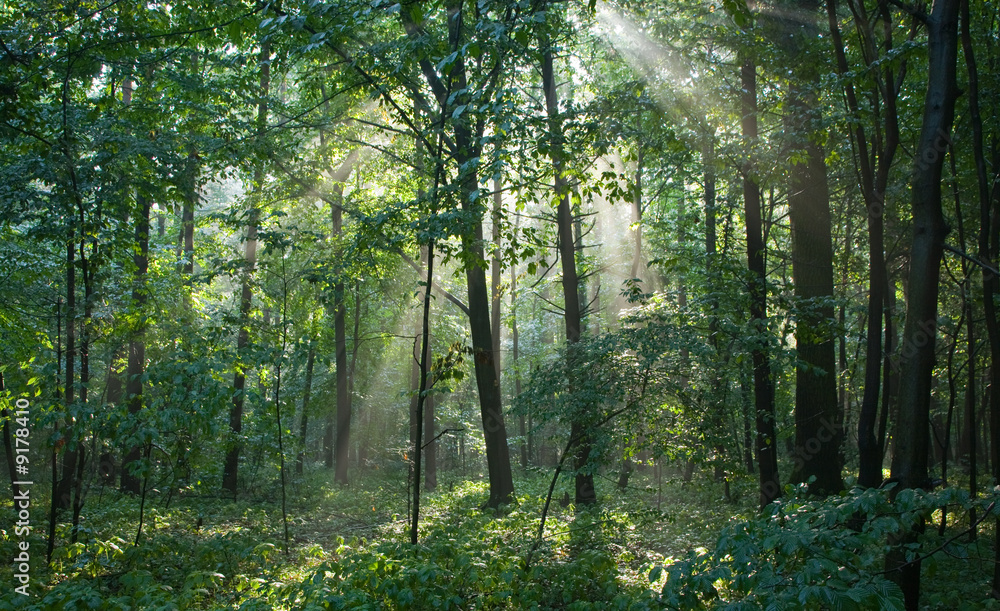 Fototapeta premium Misty forest at morning