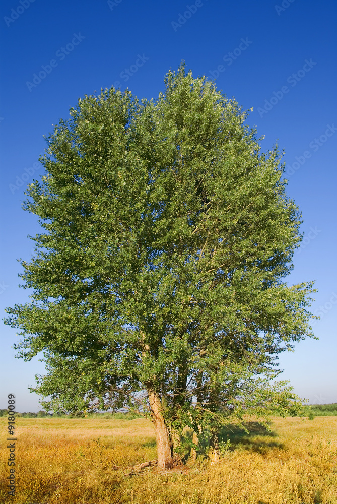 Fotografie wonderful tree in the boundless steppe