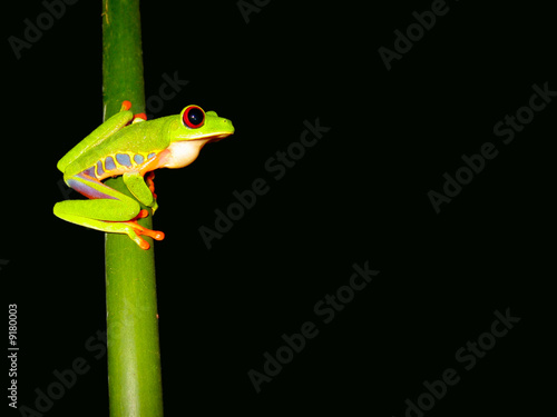 red eyed tree frog sitting on a twig ready to jump