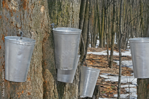 Spring, maple syrup season.