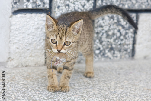 young cat playing with a little mouse