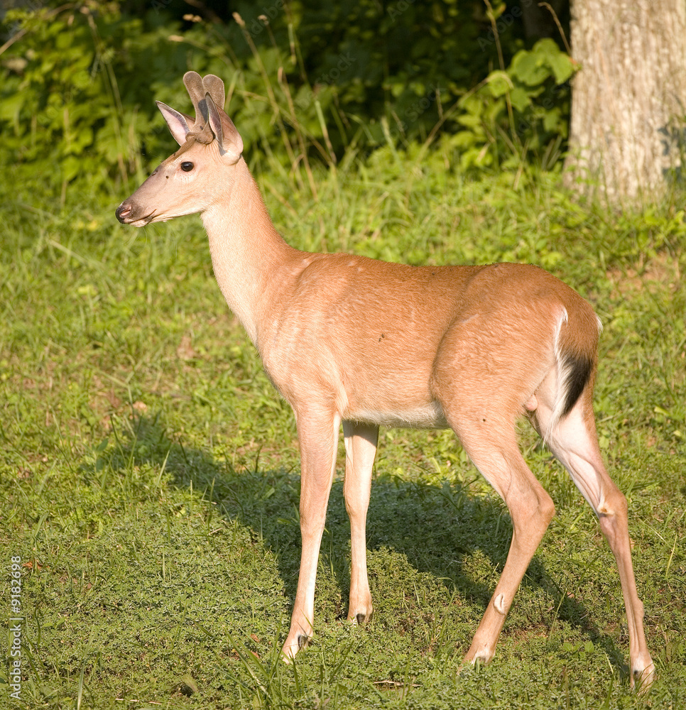 whitetail buck that's just in velvet in spring whitetail buck that's just in velvet in spring