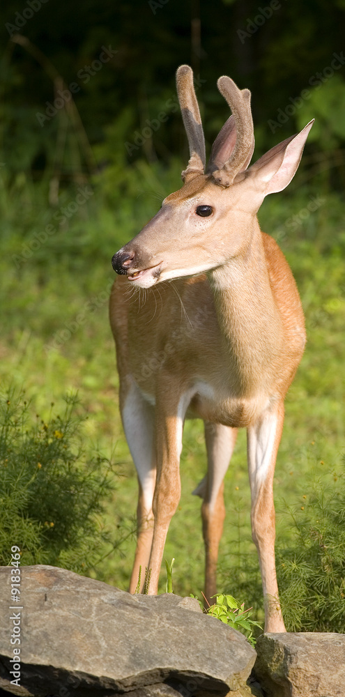 whitetail buck with his antlers in velvet eating whitetail buck with his antlers in velvet eating
