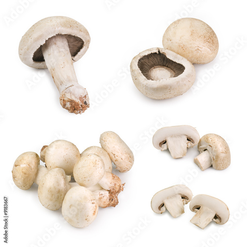 Mushrooms isolated on white, different viewpoints.