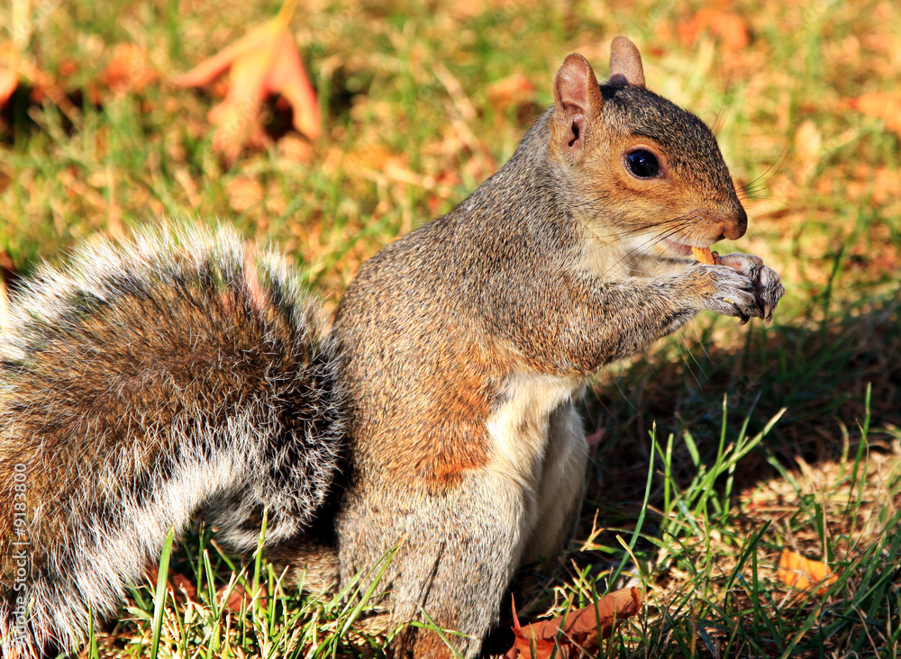 Obraz premium Squirrel eating a nut