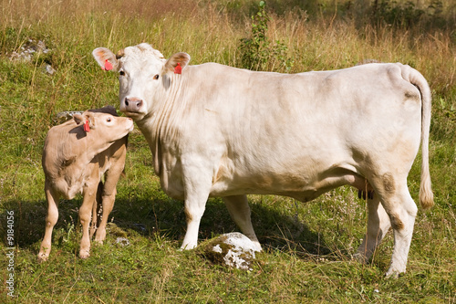 pedigreed cow with calf on grass