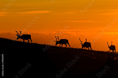 black deers silhouettes on orange sunset sky background