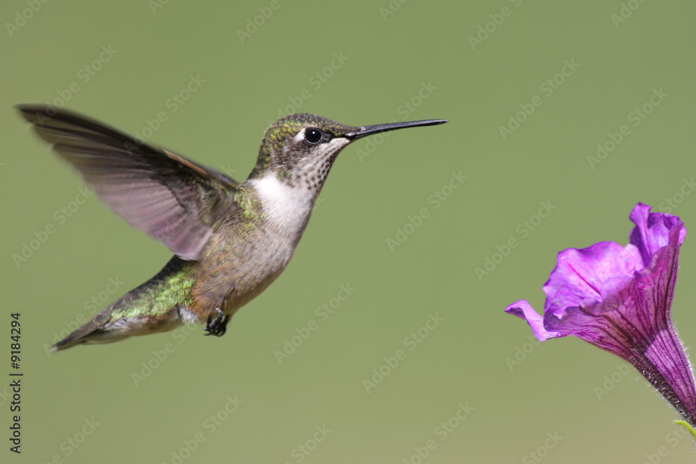 Fototapeta premium Juvenile Ruby-throated Hummingbird