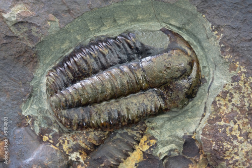 Trilobite fossil, in macro view. photo
