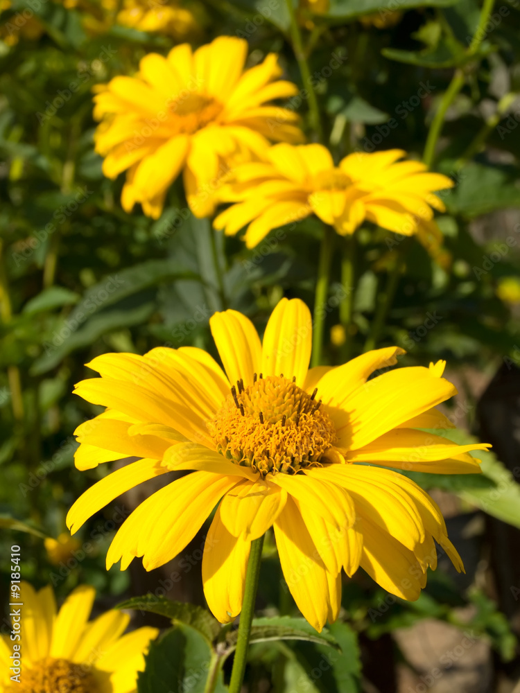flower flower