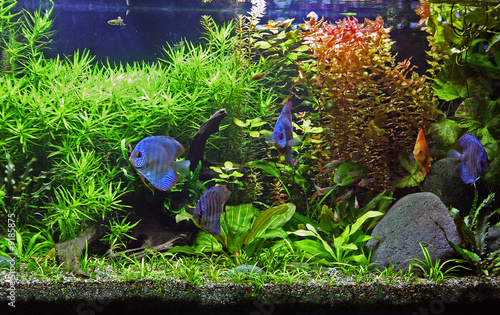 A planted freshwater aquarium with Discus Fish. #9185875