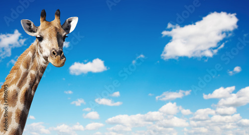 Giraffe's neck against blue sky background