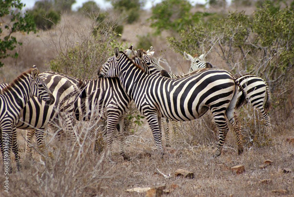 Naklejka premium branco di zebre II