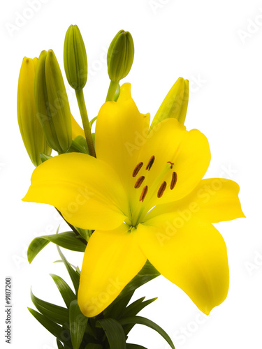 fleur de lys jaune sur fond blanc